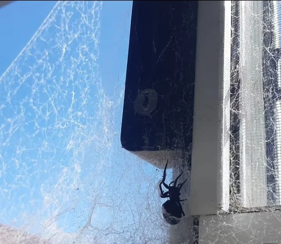 Örümcek besleyen kadının evinin hali korkunç her yeri ağ sardı